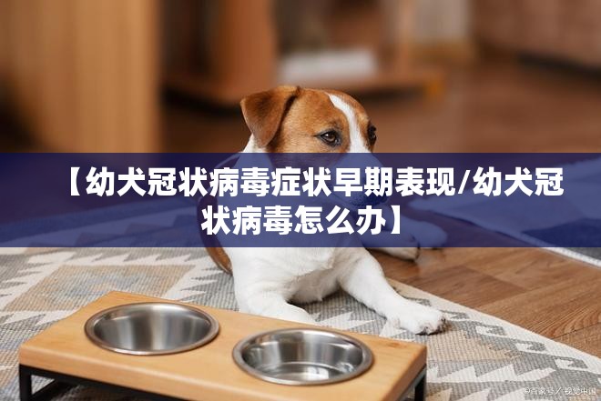 【幼犬冠状病毒症状早期表现/幼犬冠状病毒怎么办】