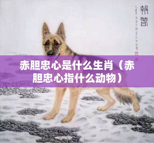 赤胆忠心是什么生肖（赤胆忠心指什么动物）