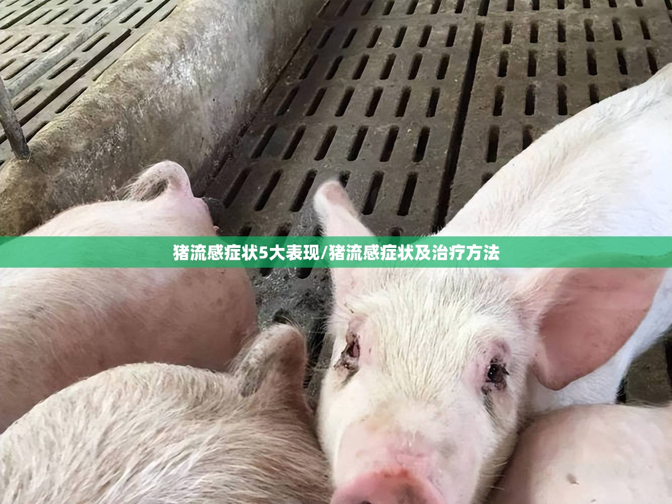 猪流感症状5大表现/猪流感症状及治疗方法