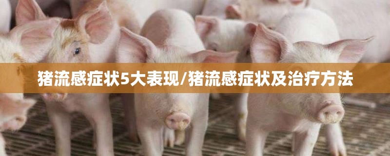 猪流感症状5大表现/猪流感症状及治疗方法