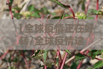 【全球疫情正在好转/全球疫情这样持续下去会怎样】