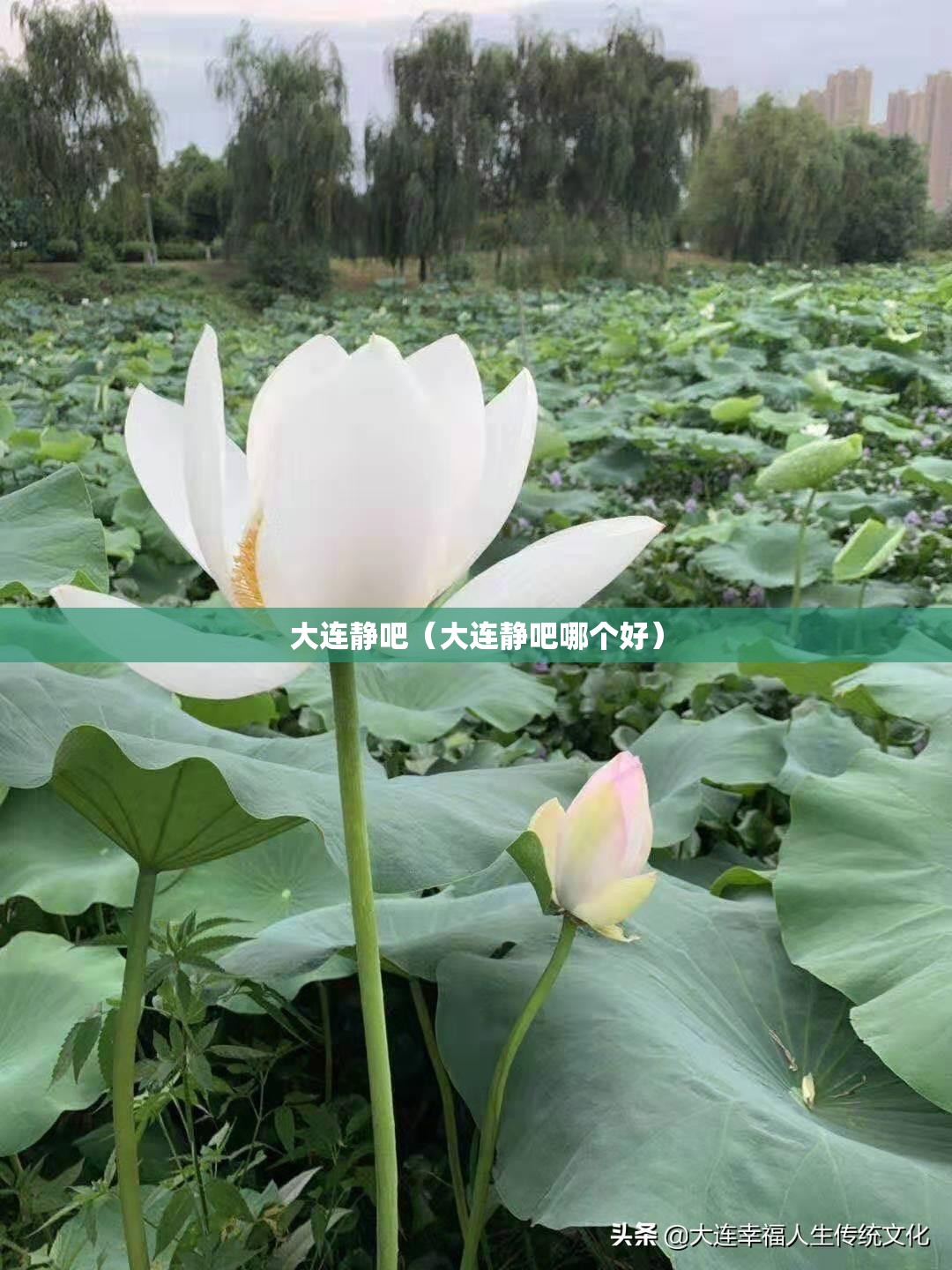大连静吧（大连静吧哪个好）