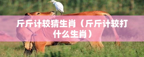 斤斤计较猜生肖（斤斤计较打什么生肖）